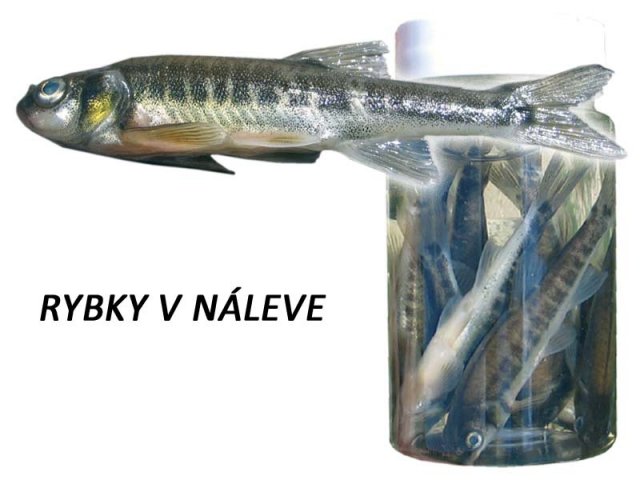 ČEREBLE V NÁLEVE